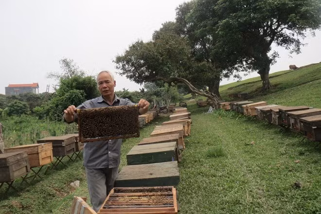 Ông Lê Khắc Bãi đã có thâm niên 30 năm rong ruổi mang ong đi tìm mật Ông Lê Khắc Bãi đã có thâm niên 30 năm rong ruổi mang ong đi tìm mật