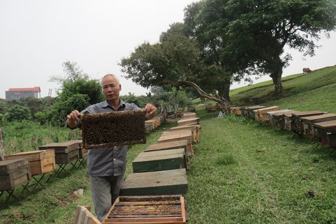 Ông Lê Khắc Bãi đã có thâm niên 30 năm rong ruổi mang ong đi tìm mật