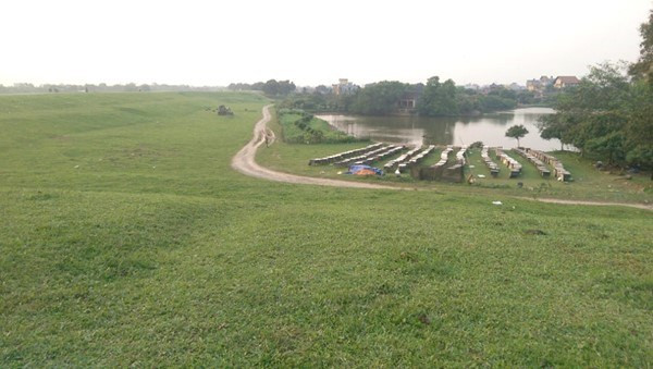 Khi nhãn bung ra những bông hoa cái trắng xóa, hàng nghìn đàn ong tìm về lấy mật.