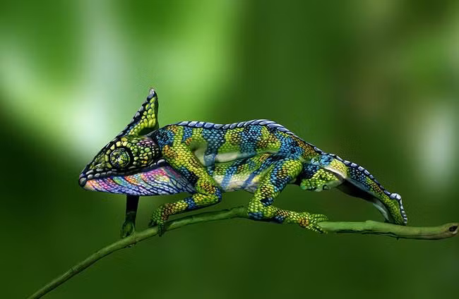 Tròn mắt trước những bậc thầy ngụy trang