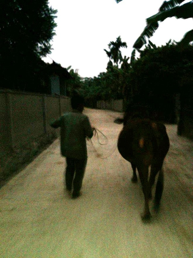 Bò đã được đưa lên miệng giếng an toàn, trở về gia đình Bò đã được đưa lên miệng giếng an toàn, trở về gia đình