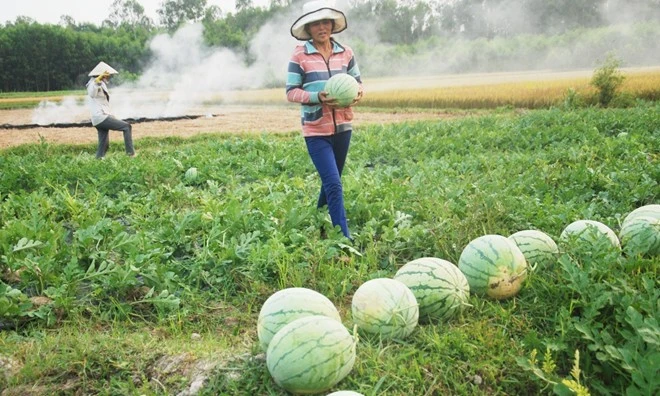 Theo chân "hiệp sĩ" cứu dưa hấu trên cánh đồng Quảng Ngãi