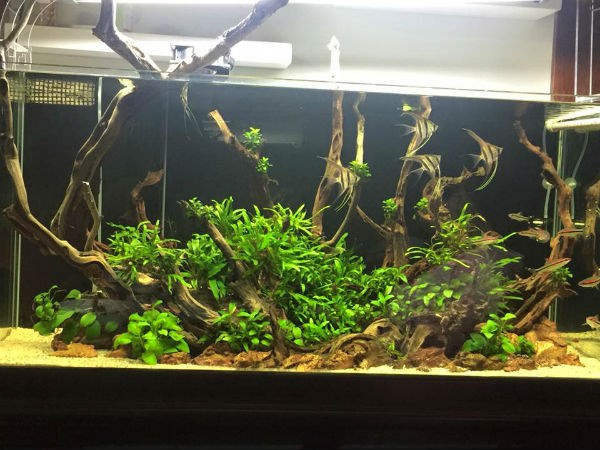 Mỗi bể thủy sinh mang một phong cách khác nhau