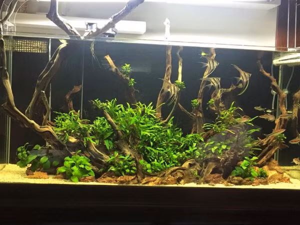 Mỗi bể thủy sinh mang một phong cách khác nhau