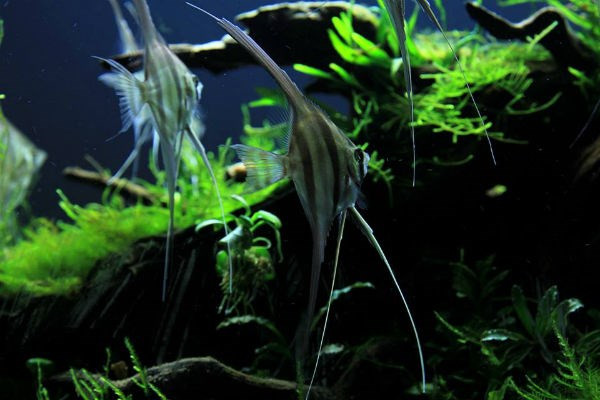 Thú chơi thủy sinh đòi hỏi rất nhiều công phu, nhưng nếu ai đã mê thì khó dứt ra được.