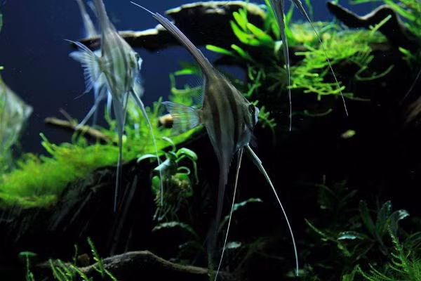 Thú chơi thủy sinh đòi hỏi rất nhiều công phu, nhưng nếu ai đã mê thì khó dứt ra được.