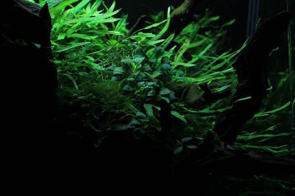 Ngắm thủy sinh tạo cảm giác thư thái cho người chơi