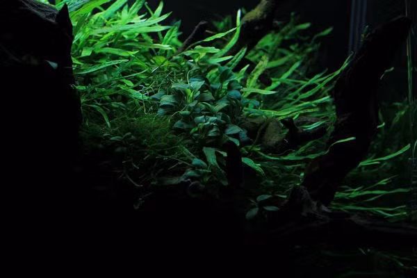 Ngắm thủy sinh tạo cảm giác thư thái cho người chơi