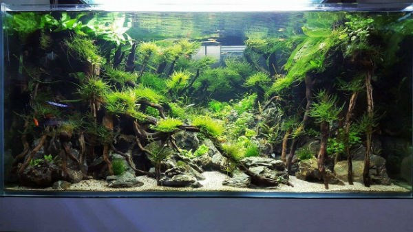 Một tác phẩm của anh Đăng Tú