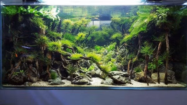 Một tác phẩm của anh Đăng Tú