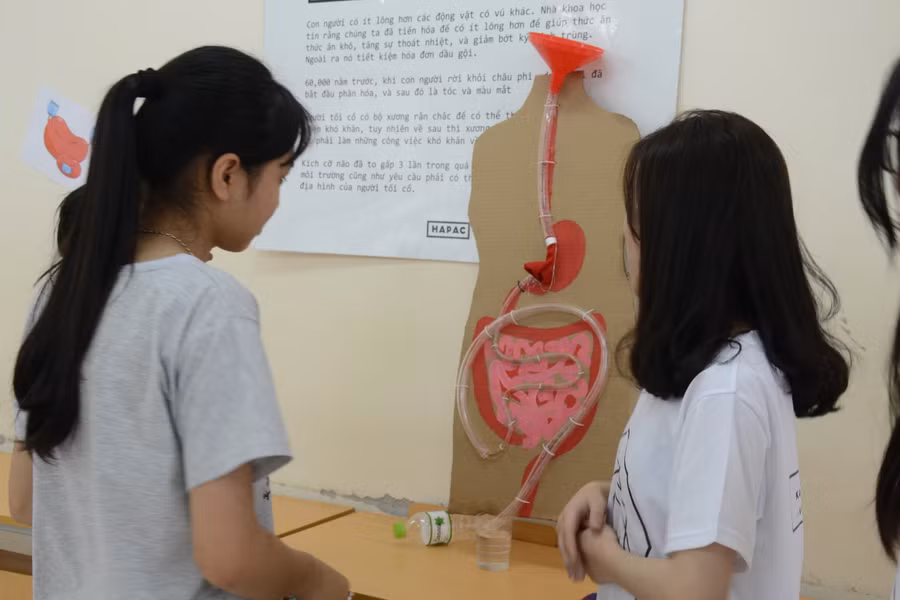 Mô hình hệ tiêu hóa của con người