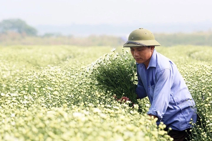 Những vườn cúc họa mi được giá tạo thu nhập ổn định cho người nông dân. Trong ảnh, ông Nguyễn Trọng Hạnh đang cắt hoa để kịp nhập cho thương lái. Ảnh: Đình Việt