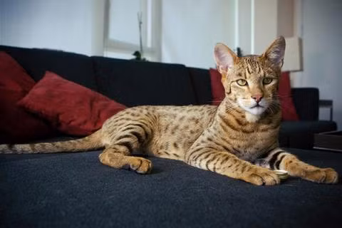 Những giống mèo “đẹp lạ” nhất thế giới