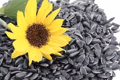 Cách ăn các loại hạt khô tốt nhất cho sức khỏe trong ngày Tết - Ảnh 1