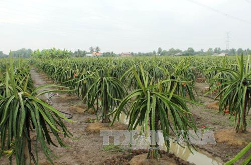 Thực hư việc thương lái Trung Quốc thu mua hoa thanh long ảnh 1