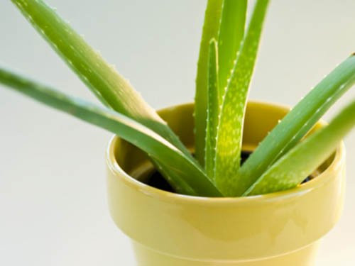 Những bài thuốc đơn giản tại nhà giúp khỏe từ đầu đến chân hình ảnh 3 nhung bai thuoc don gian tai nha giup khoe tu dau den chan hinh anh 3