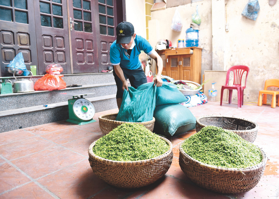 Đổ thóc ra thúng cho thoát nước.