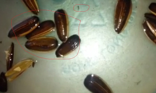 Nhũng con giòi nhỏ được phát hiện khi ngâm những hạt hướng dương vào chậu nước. 