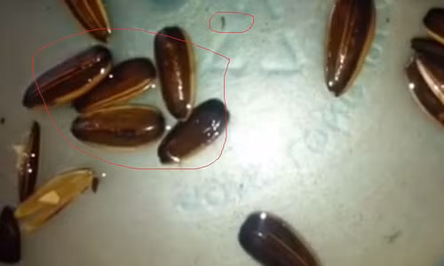 Nhũng con giòi nhỏ được phát hiện khi ngâm những hạt hướng dương vào chậu nước. 