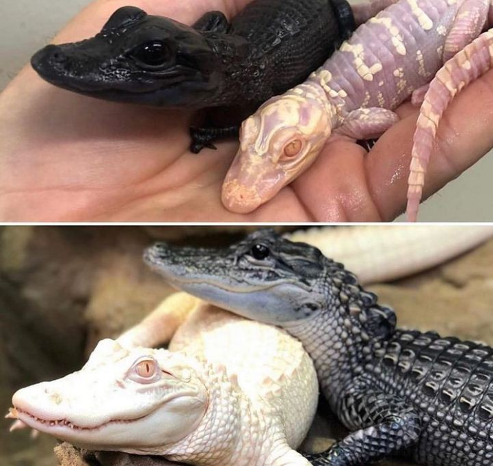 Salt and Pepper là những con cá sấu mắc bệnh bạch tạng.