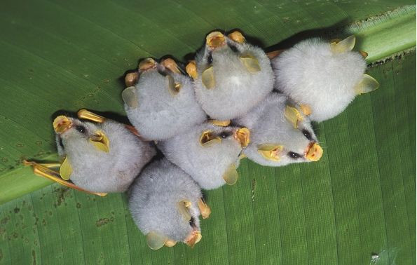 Còn đây là dơi trắng Honduras, một loài dơi đến từ Trung và Nam Mỹ. Chiều dài cơ thể của chúng không vượt quá 2 inch. Vào ban ngày, chúng thích nghỉ ngơi và ban đêm, chúng đi ra ngoài để tìm kiếm thức ăn.