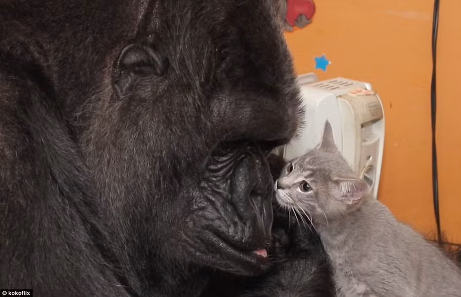 Khỉ đột chăm sóc, yêu thương mèo như con ảnh 3