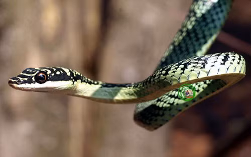 “Điểm danh” 11 loài rắn “đẹp da, tốt nết“ ảnh 5