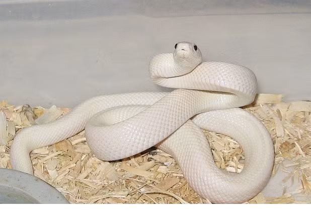 “Điểm danh” 11 loài rắn “đẹp da, tốt nết“ ảnh 3