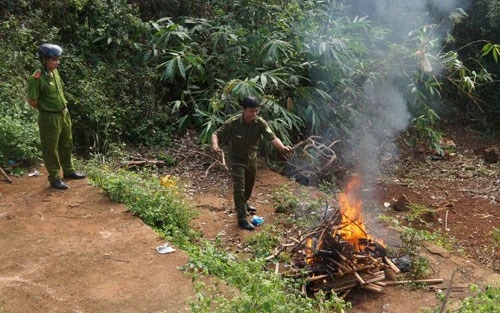 Thu gom, tiêu hủy hàng trăm con rắn bò trên đường quốc lộ