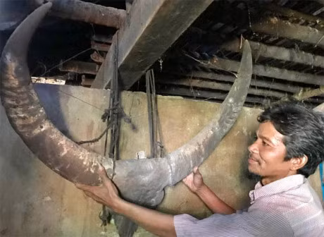 Ngam cap sung trau co 