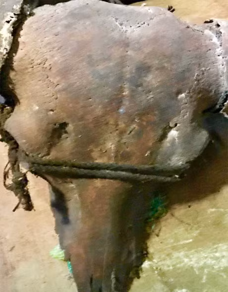 Ngam cap sung trau co 