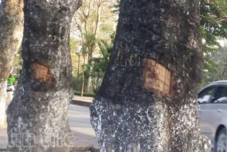 Xà cừ- có thực là vị thuốc cần săn tìm? - Ảnh 1 Xa cu- co thuc la vi thuoc can san tim? - Anh 1