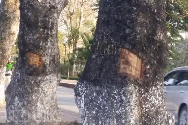 Xà cừ có thực là vị thuốc cần săn tìm?