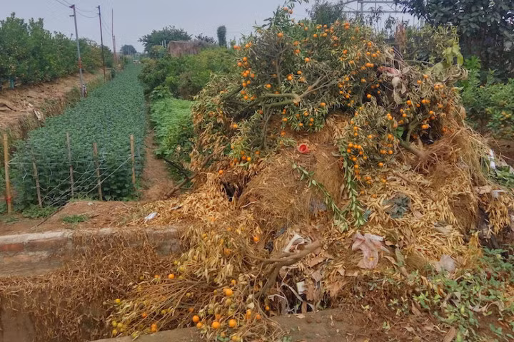 Giáp Tết, quất Tứ Liên lại chết khô