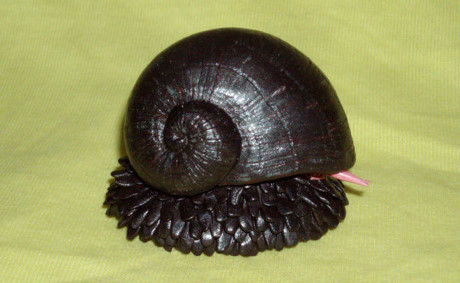 Loài Loai