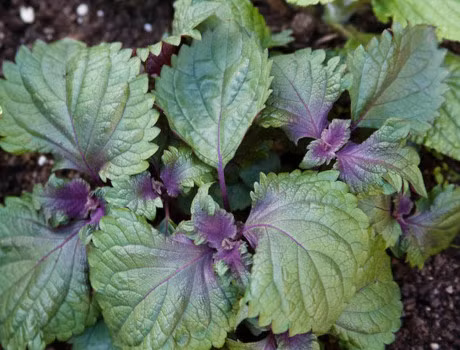 Tai sao ban nen trong 1 cay tia to trong nha du chat hay hep? - Anh 1