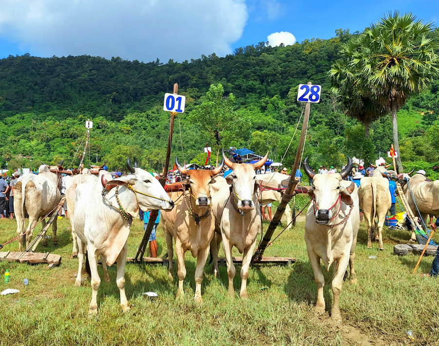 Đôi bò mang số đeo 01 đạt giải Ba. Đôi bò mang số đeo 01 đạt giải Ba.
