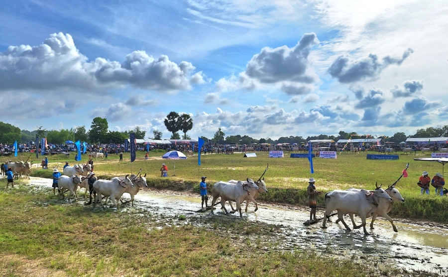 Các đôi bò tham gia tranh tài diễn hành chào khán giả trước khi thi đấu. Các đôi bò tham gia tranh tài diễn hành chào khán giả trước khi thi đấu.