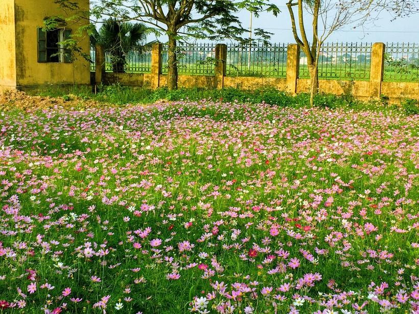 Một góc vườn hoa Trường TH-THCS An Vũ. Cô Mai Thị Bích Nguyện là người vô cùng tâm huyết với mô hình sinh thái giáo dục; cũng là mô hình rất đặc biệt không chỉ với giáo dục Thái Bình. Một góc vườn hoa Trường TH-THCS An Vũ. Cô Mai Thị Bích Nguyện là người vô cùng tâm huyết với mô hình sinh thái giáo dục; cũng là mô hình rất đặc biệt không chỉ với giáo dục Thái Bình.