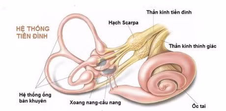 Luu y gi khi dung thuoc chua roi loan tien dinh? - Anh 1