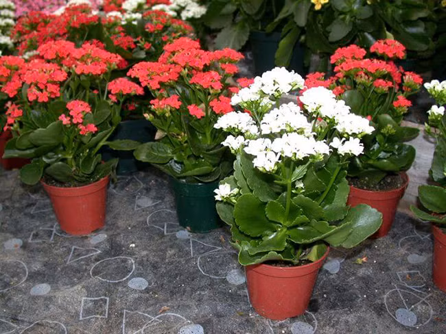 Cây sống đời: Dược liệu tuyệt vời trị ‘bách bệnh’ không phải ai cũng biết