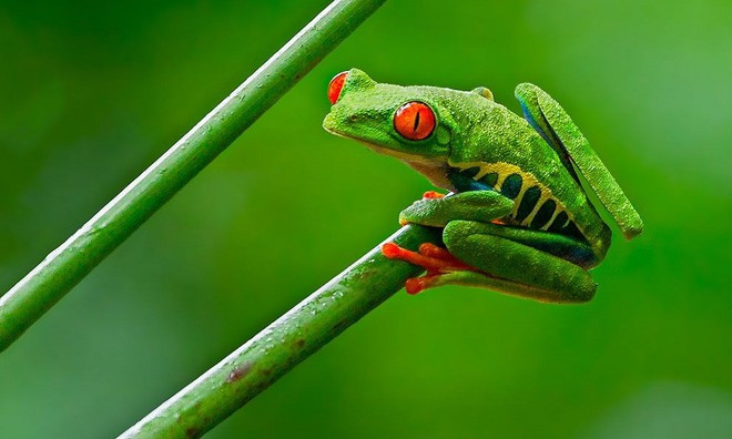 Kỳ diệu sắc màu rực rỡ của loài ếch cây ảnh 3 Kỳ diệu sắc màu rực rỡ của loài ếch cây ảnh 3