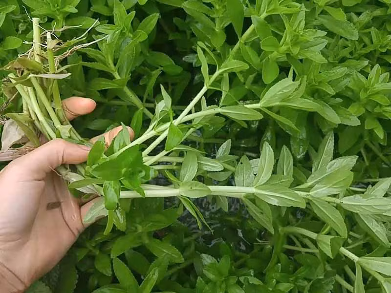 Cây ngổ trâu, một trong những vị thuốc chữa sỏi thận.