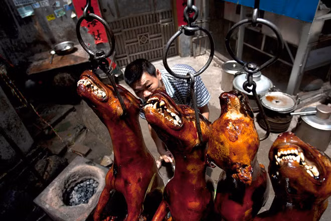 Lễ hội thịt chó ở Trung Quốc vẫn diễn ra bất chấp phản đối ảnh 9