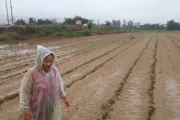 Người dân làng rau Bàu Tròn trắng tay sau lũ