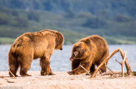 Can canh gau nau quyet chien du doi de gianh quyen bat ca - Anh 3