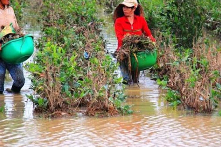 Mai Tết dính đầy bao ni lông sau lũ, nông dân khóc ròng