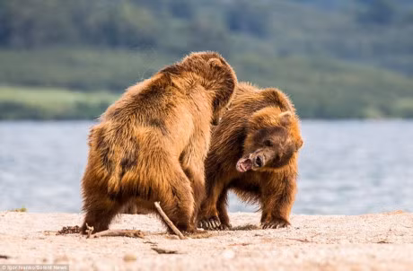 Can canh gau nau quyet chien du doi de gianh quyen bat ca - Anh 5