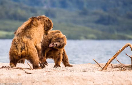Can canh gau nau quyet chien du doi de gianh quyen bat ca - Anh 6
