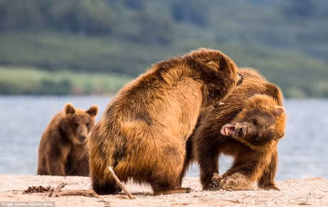 Can canh gau nau quyet chien du doi de gianh quyen bat ca - Anh 9